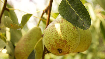 Our organic pears