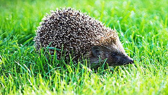 Hedgehog in field