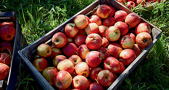 Our Organic Apples being harvested