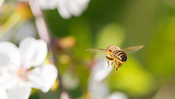 Bee flying near flowers