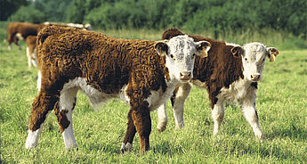 Cows Milk Protein Allergy (CMPA)