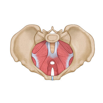 Pelvic Muscles Diagram