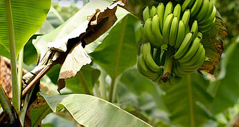 Organic bananas from the jungle slopes of Costa Rica.